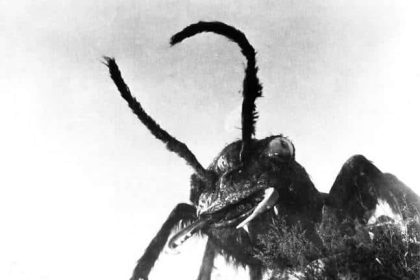 Them - La humanidad en peligro 1954